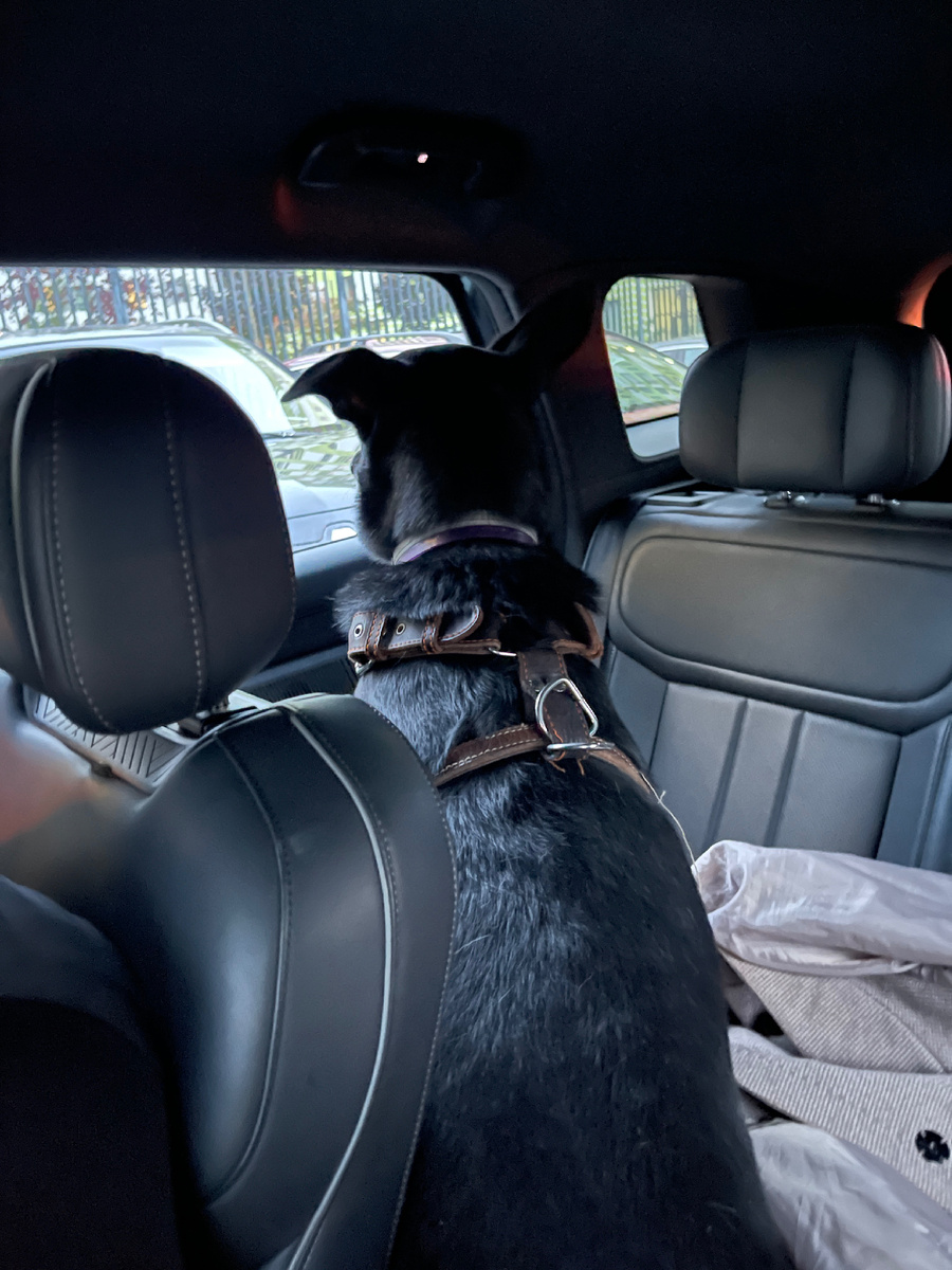 Ну что, отвезете меня в Гималаи? Главное, не на совсем 😅! Мне и дома хорошо 😁!