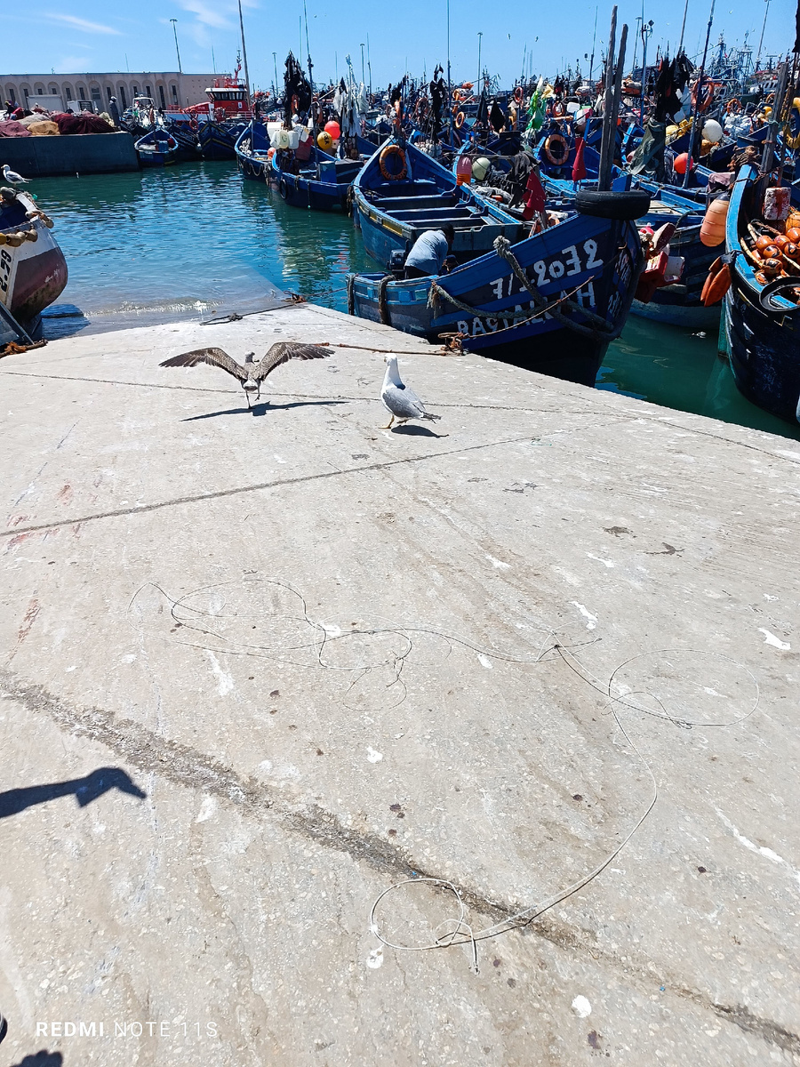 Чайки Эс-Сувейры