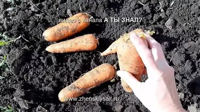 Если верхушка моркови обрезана или обработана химией — ничего не выйдет