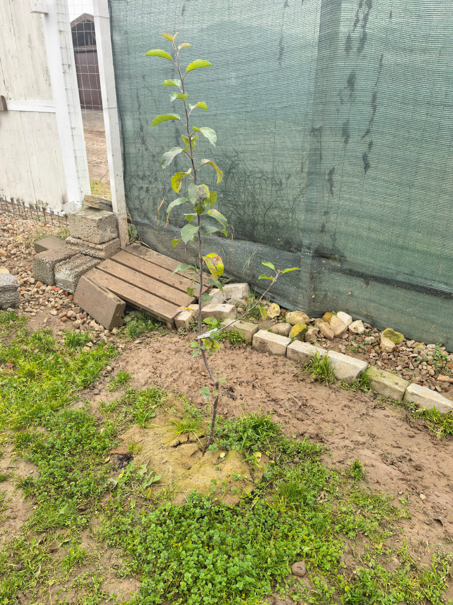 Яблоня Мельба