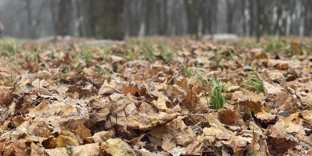 Анастасия Овечница — 11 ноября: что можно и нельзя в память защитницы животных и хранительницы очага