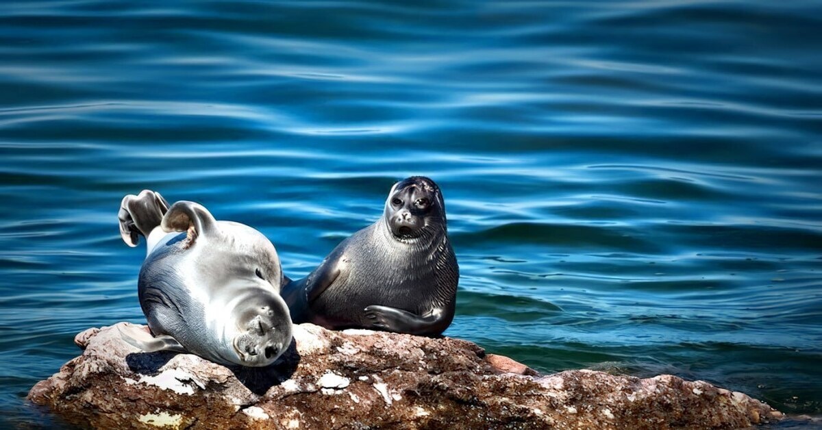 Нерпы на Ушканьих островах