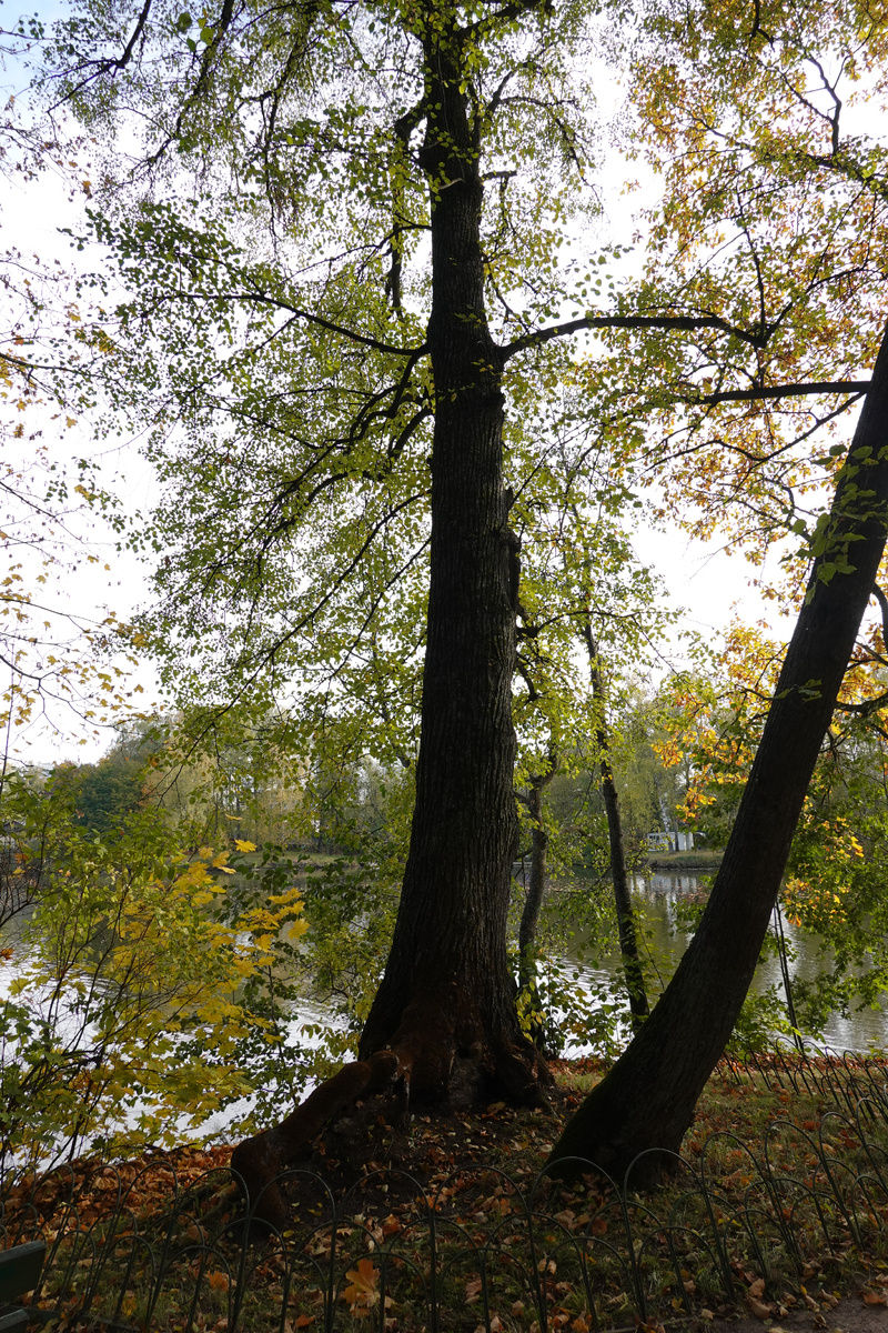 Ляпуновская липа