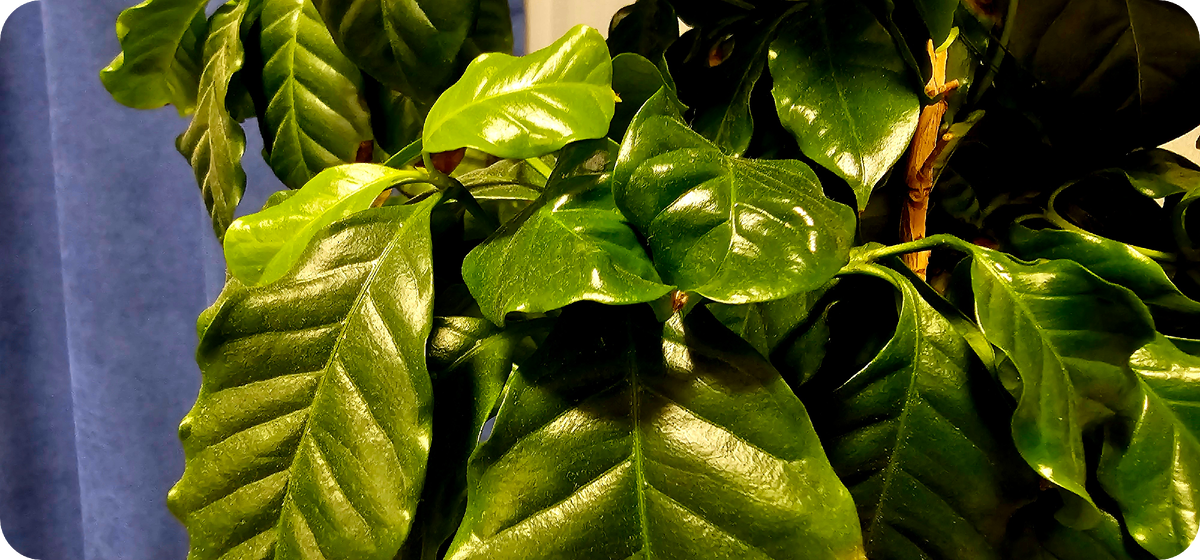 Моя арабика (фотография Андрей Л)