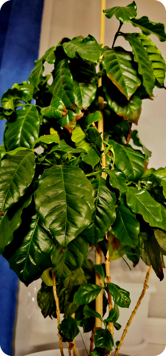 Моя арабика (фотография Андрей Л). Яркий пример, когда упустил влажность и pH почвы. Не критично, восстанавливает листву быстро, листва что страдает, так же быстро сбрасывает. Сами не помогайте, растение справится без вас.