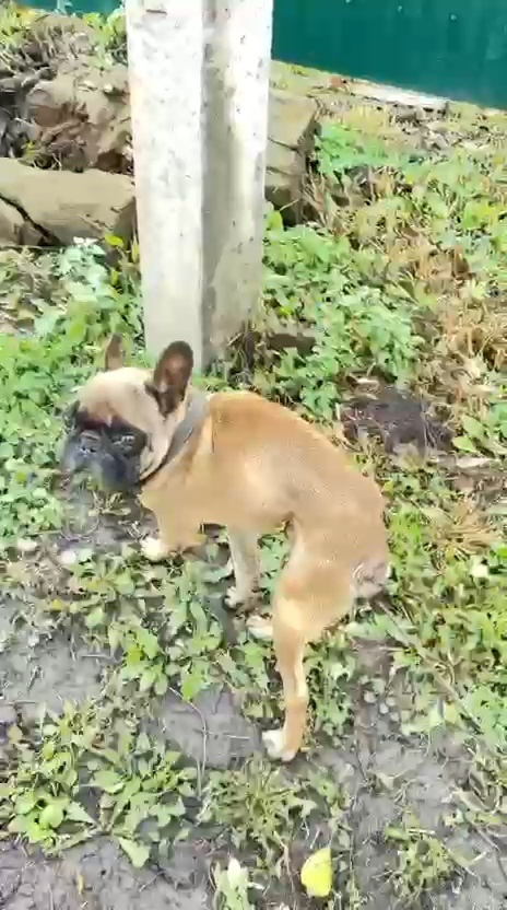 Федечка на улице...