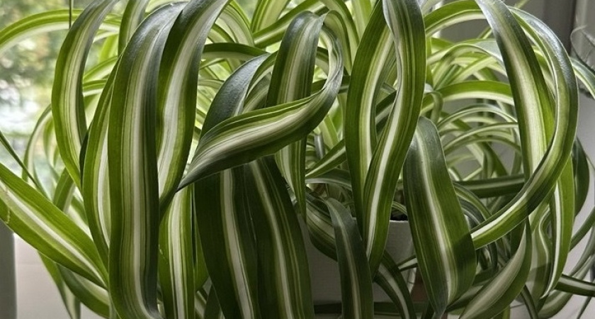    Шикарные и неприхотливые растения для вашего дома: с ними справится даже новичок