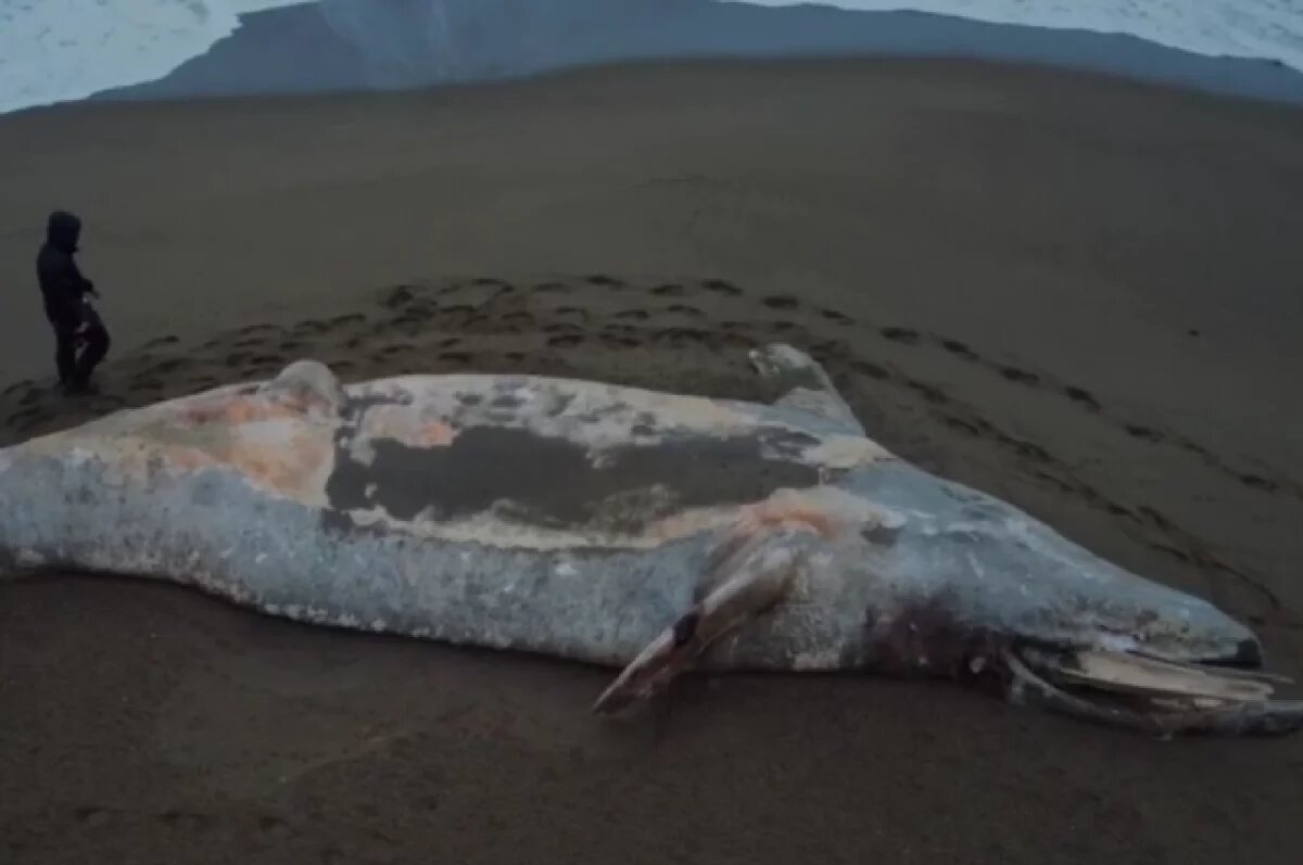    В Корсаковском районе на берег выбросило мертвого кита