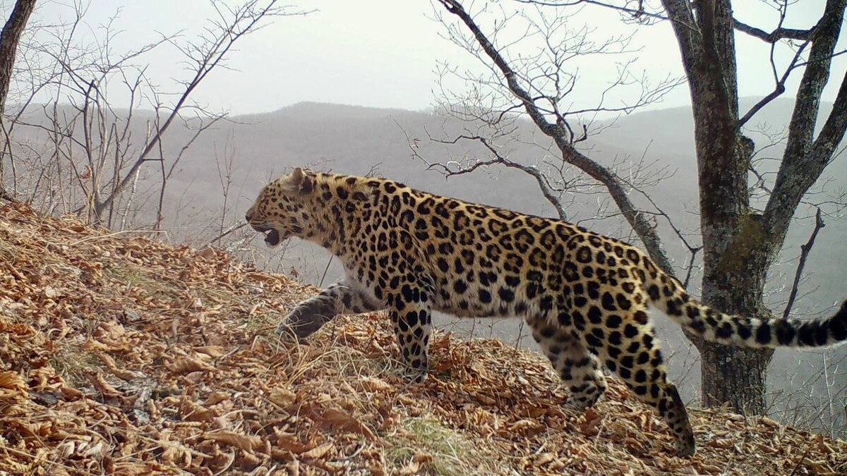    Фото: t.me/amurleo_land