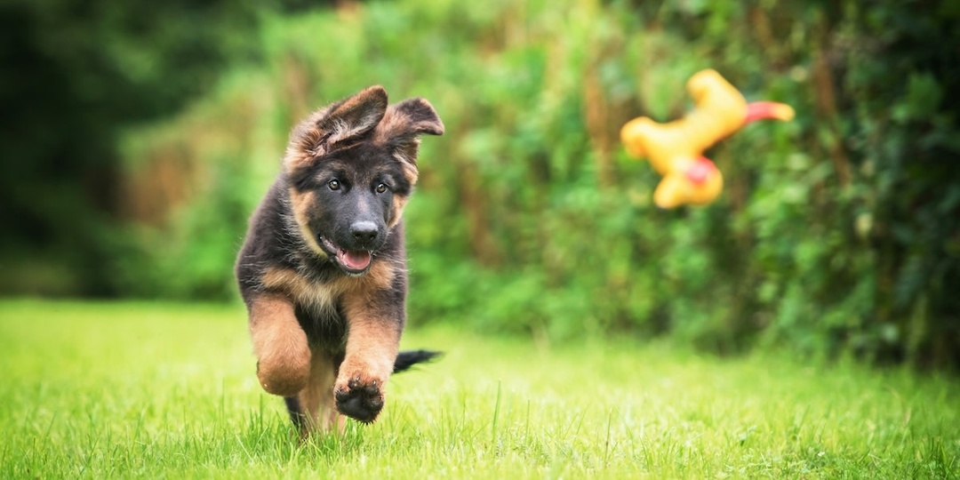 Уход за немецкой овчаркой: кормление, выгул, гигиена и здоровье