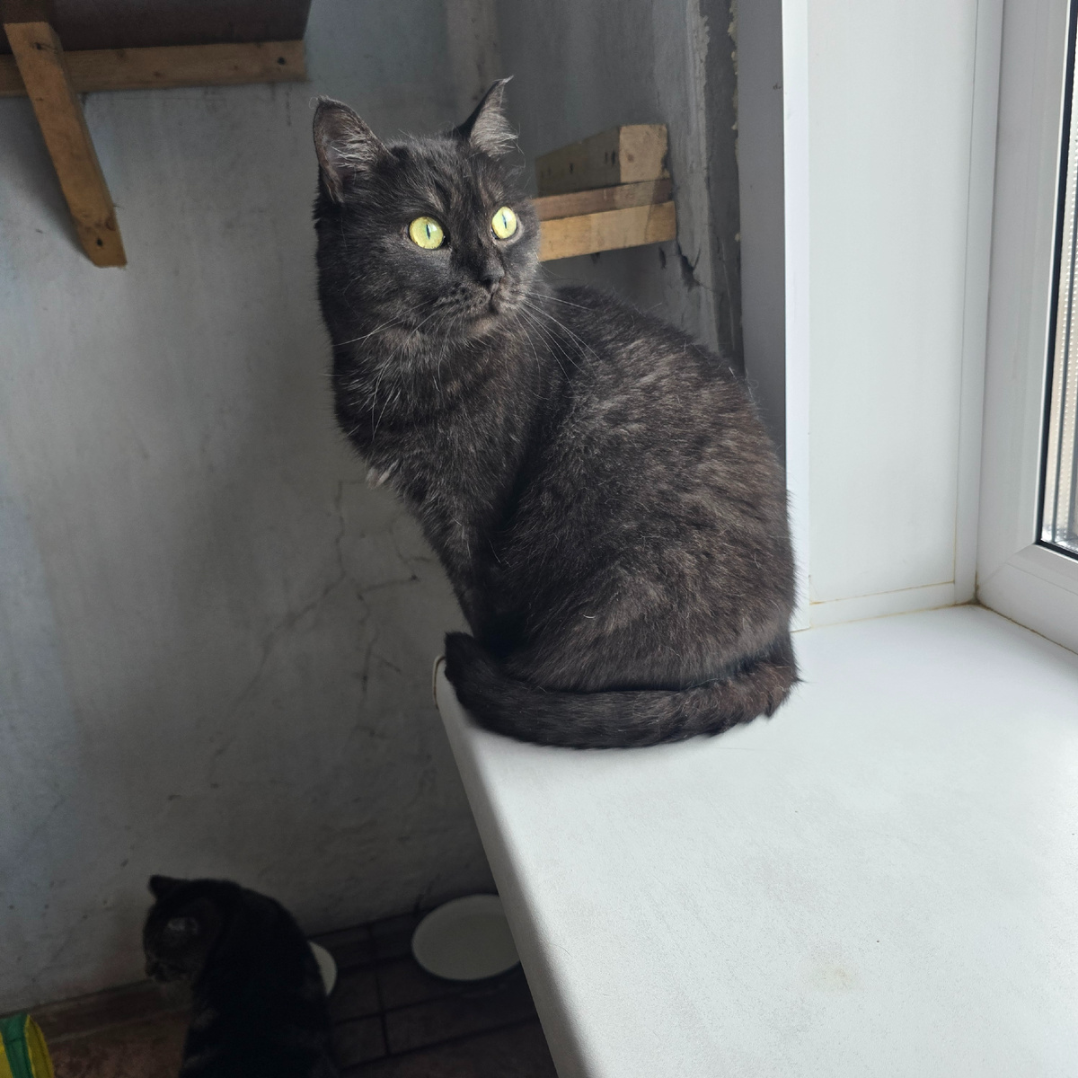 черная кошка думает о диетах