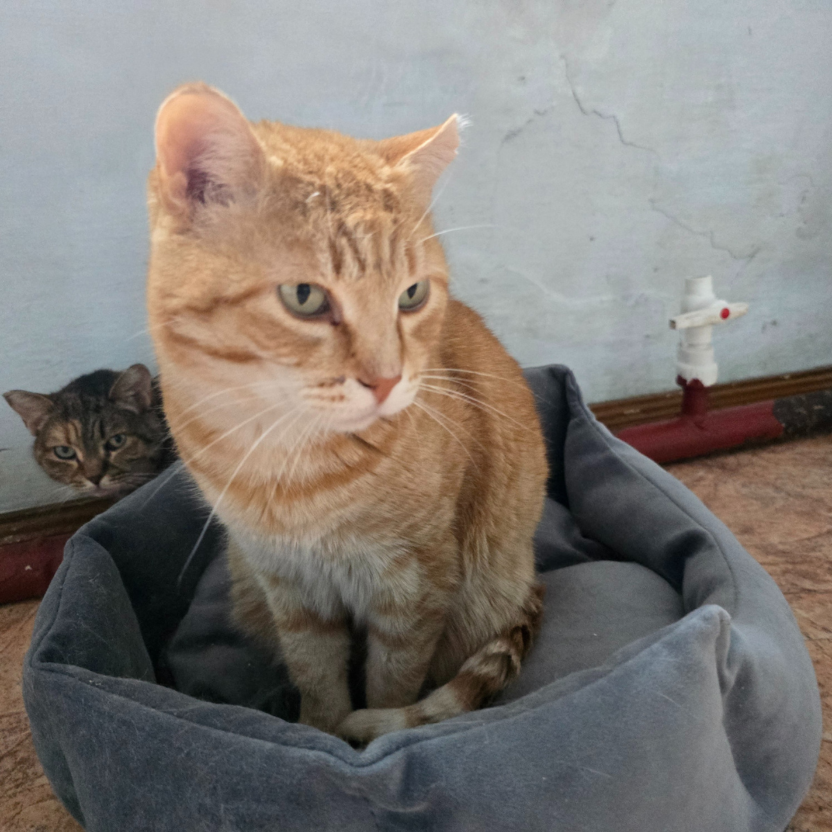 рыжий кот демонстрирует идеальные формы