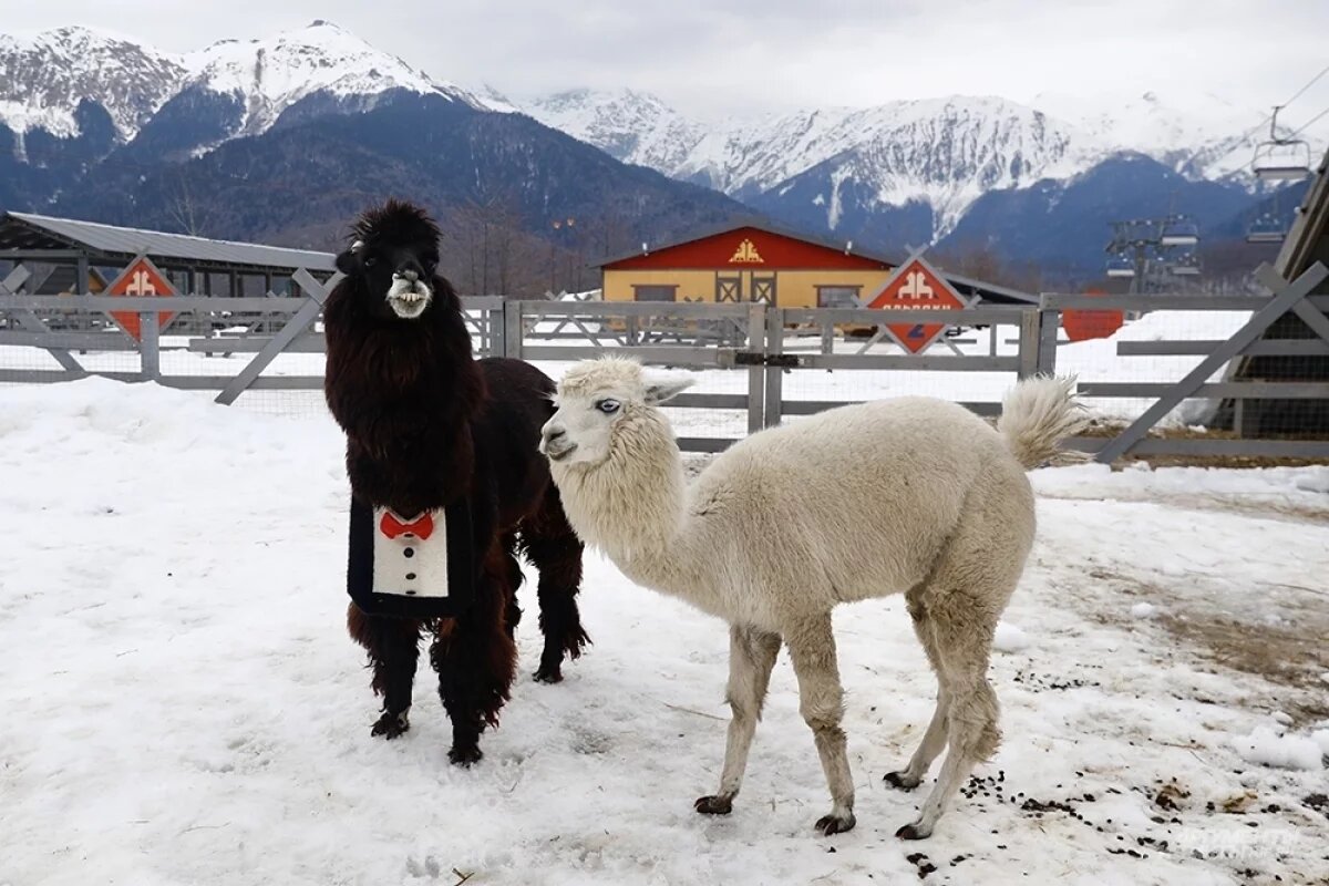    Под Новосибирском появится парк с альпаками
