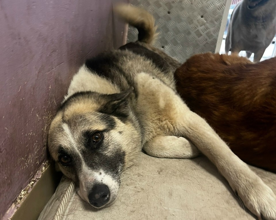    Фото: приют "Шанс на жизнь"/"ВКонтакте".