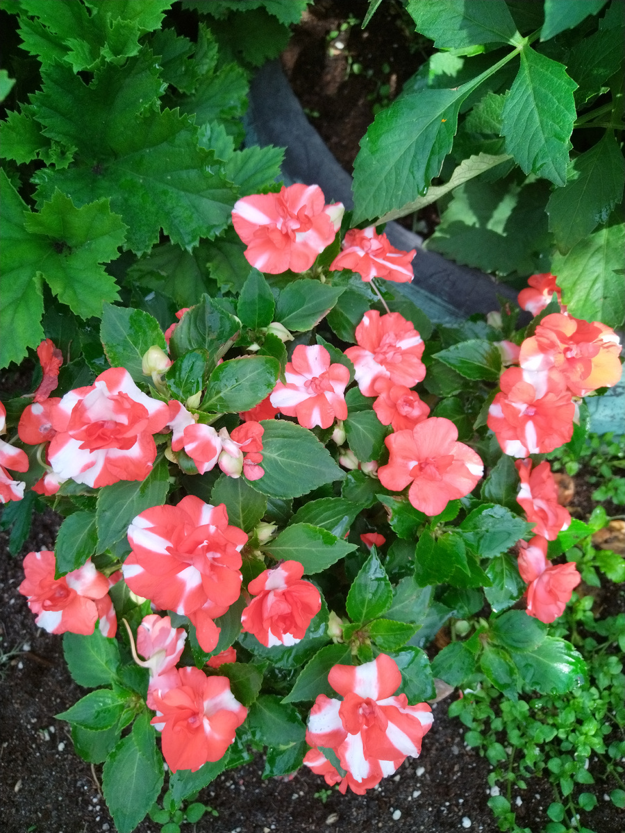 фото автора   цветет на улице