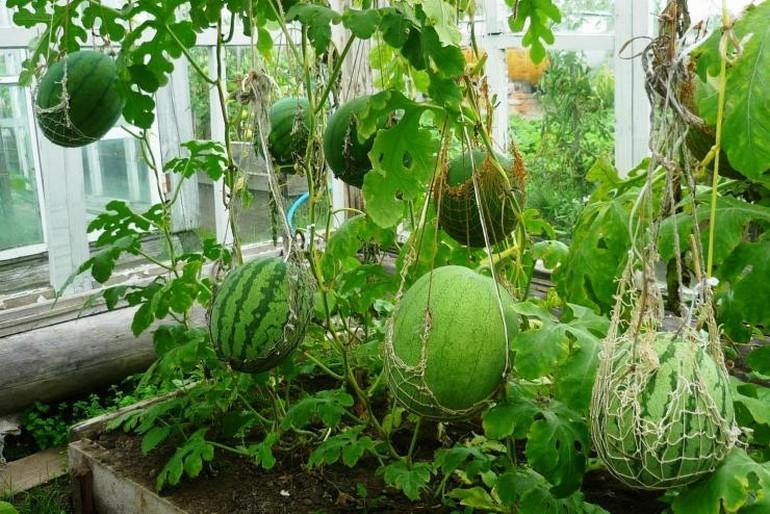 Как вырастить арбуз: советы от опытных огородников