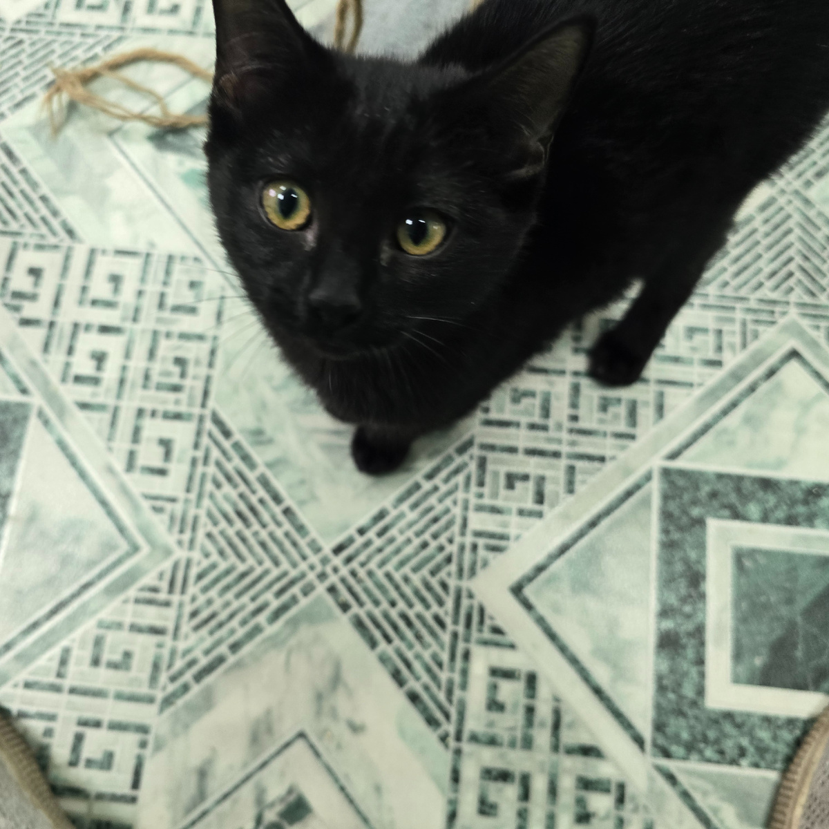 золотые глаза полны безнадежного ожидания