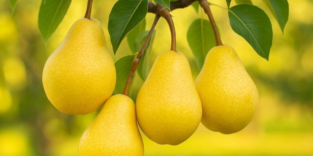 Лучшие самоплодные груши для дачи: медовые плоды, лёгкий уход, а урожай радует, словно из сказки
