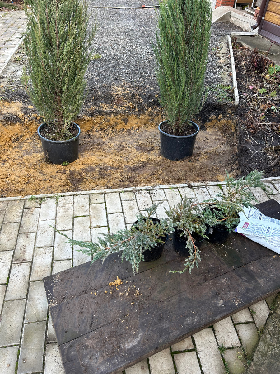 Ноябрь 2025. Посадки продолжаются. Фото Мой второй сад. 