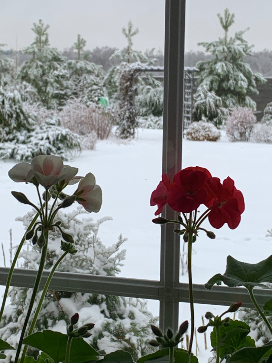 Ноябрь 2022. Фото Мой второй сад. 