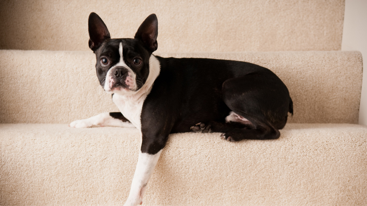 Недавно я помог собаке справиться со страхом лестниц. Хозяйка маякнула – советы работают. Очень приятно. Фото ideabug/iStock