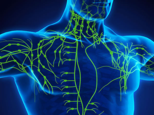 Загадка, которая течёт внутри нас: что такое лимфа и зачем она нужна?