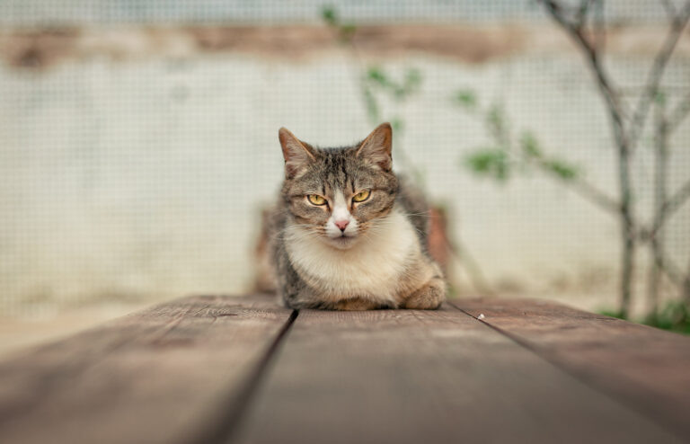    Фото: flickr.com/ᴀɴᴅʏ ᴏɴᴇ Татьяна Шароватова