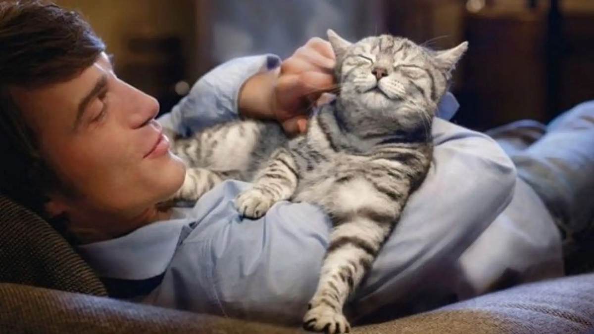 Коты как источник зависимости: учёные доказали заговор шерстистых