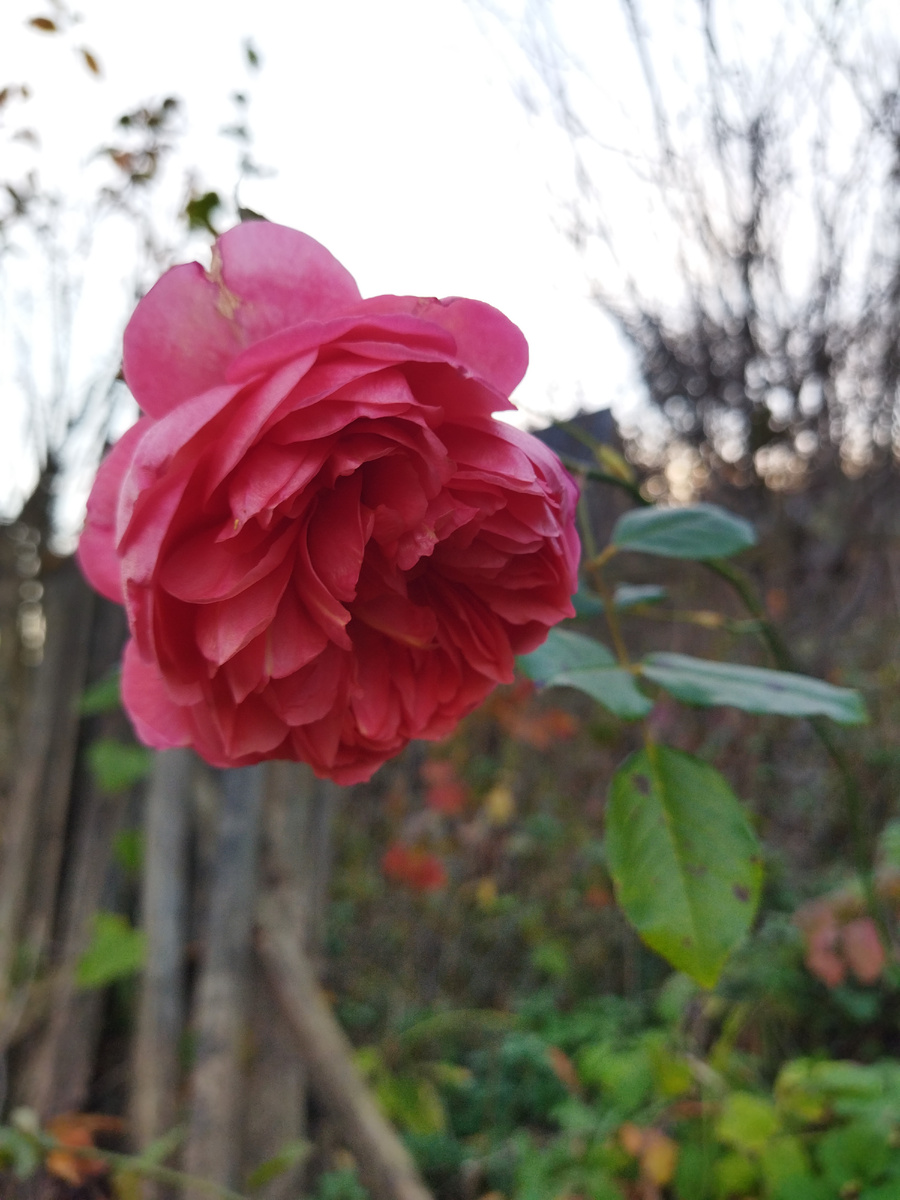 Саммер сонг