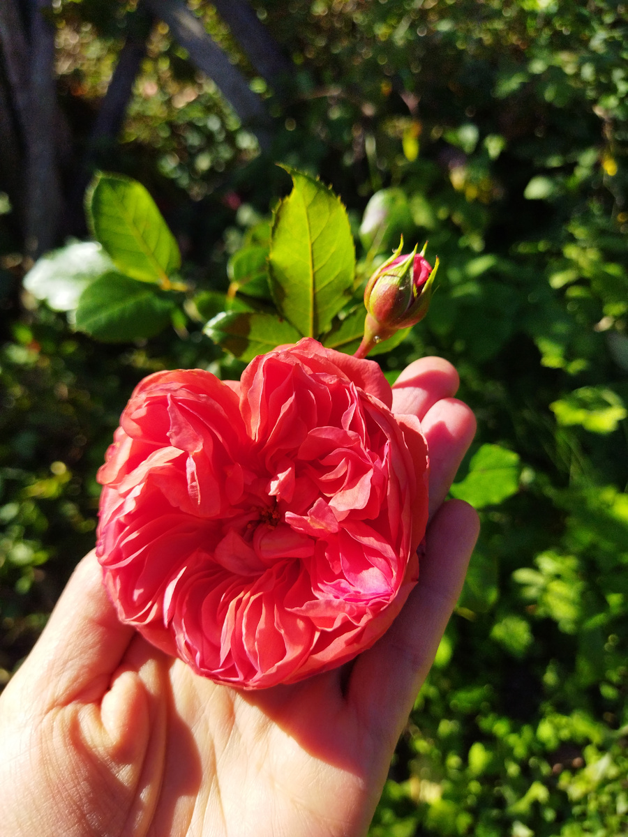 Саммер сонг