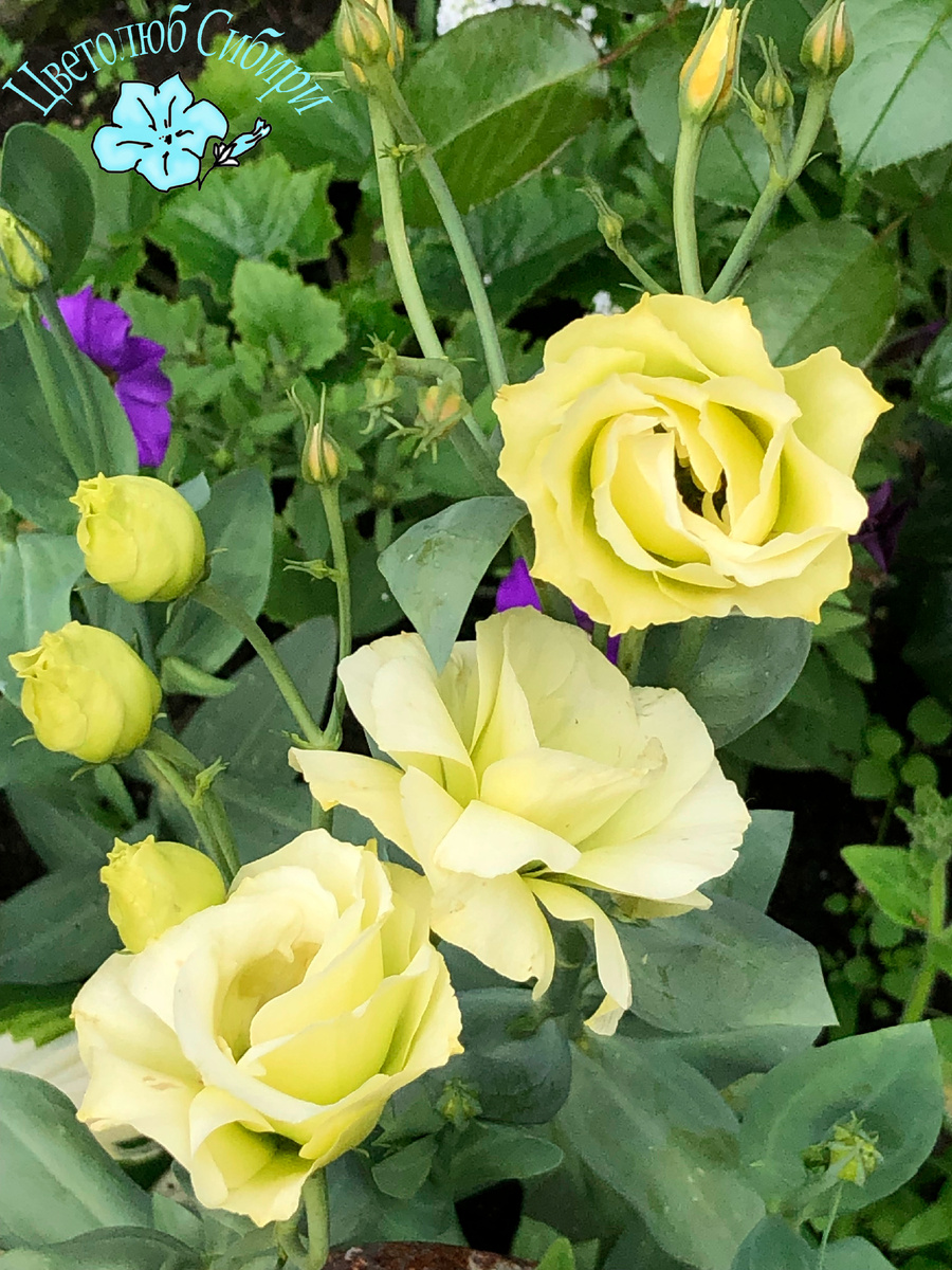 Моя эустома Rosita II Jade сезона 2025