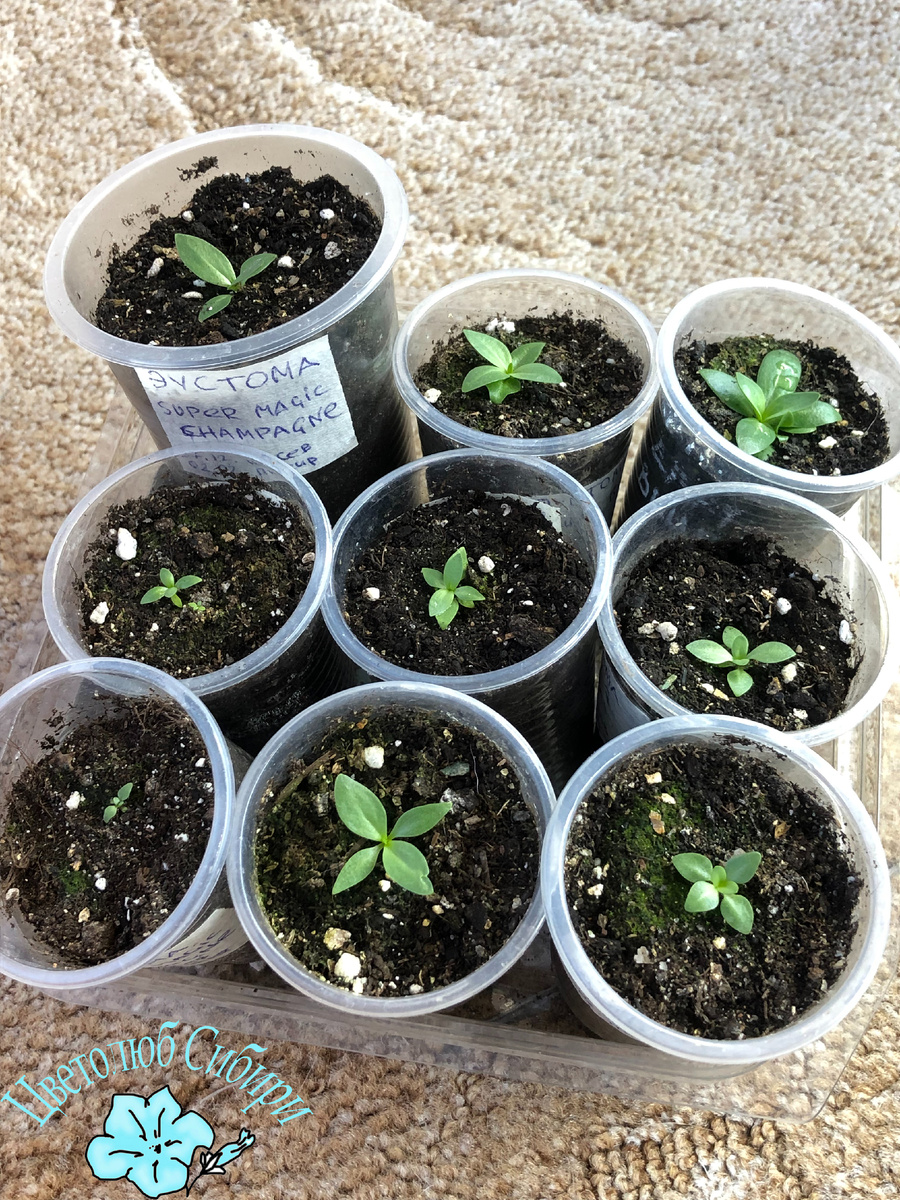 Двухмесячные сеянцы эустом