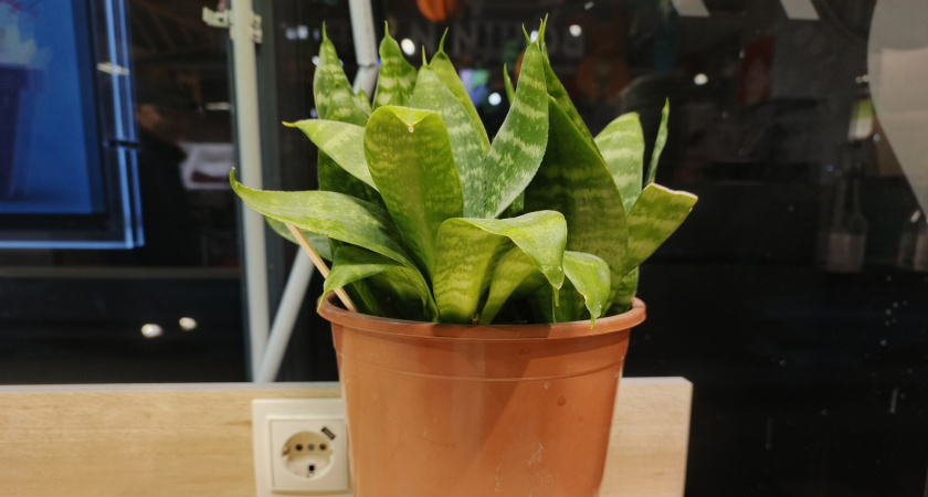    Хочу вернуть в дом забытую классику: 8 растений из СССР, которые растут без хлопот и напоминают о теплом