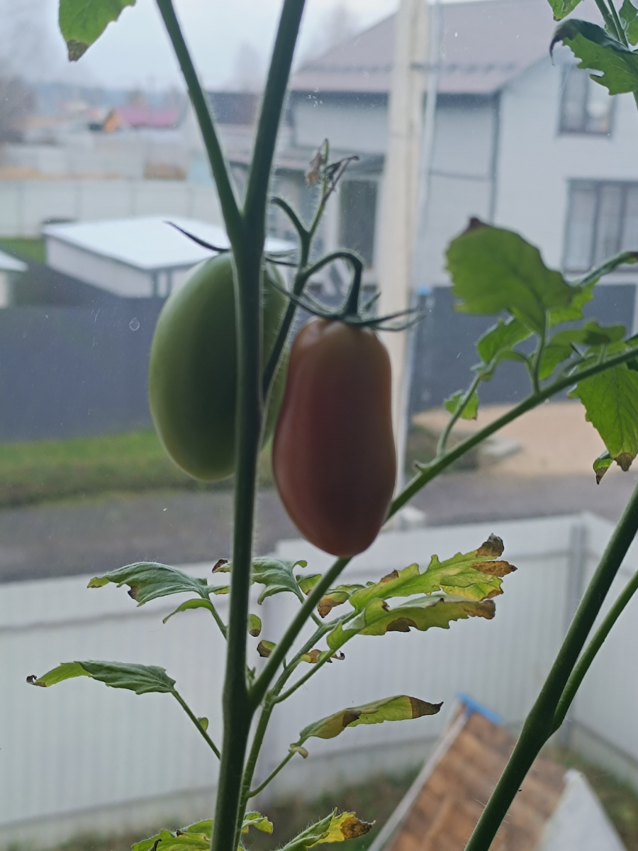 Наш урожай.