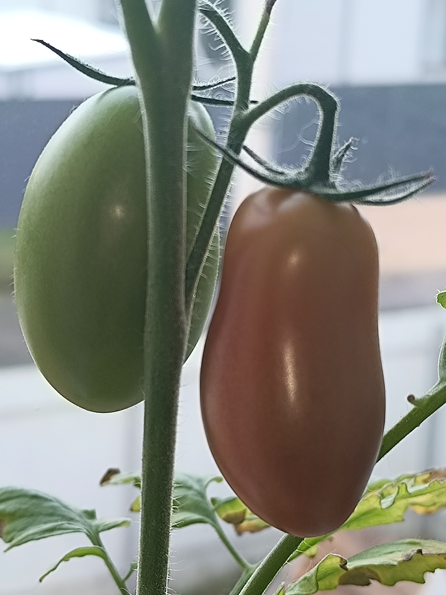 Вот они красавцы наши, ещё один чуть дальше.