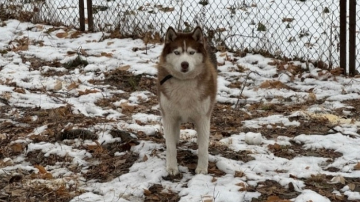    Фото: vk.com/husky_park_omsk