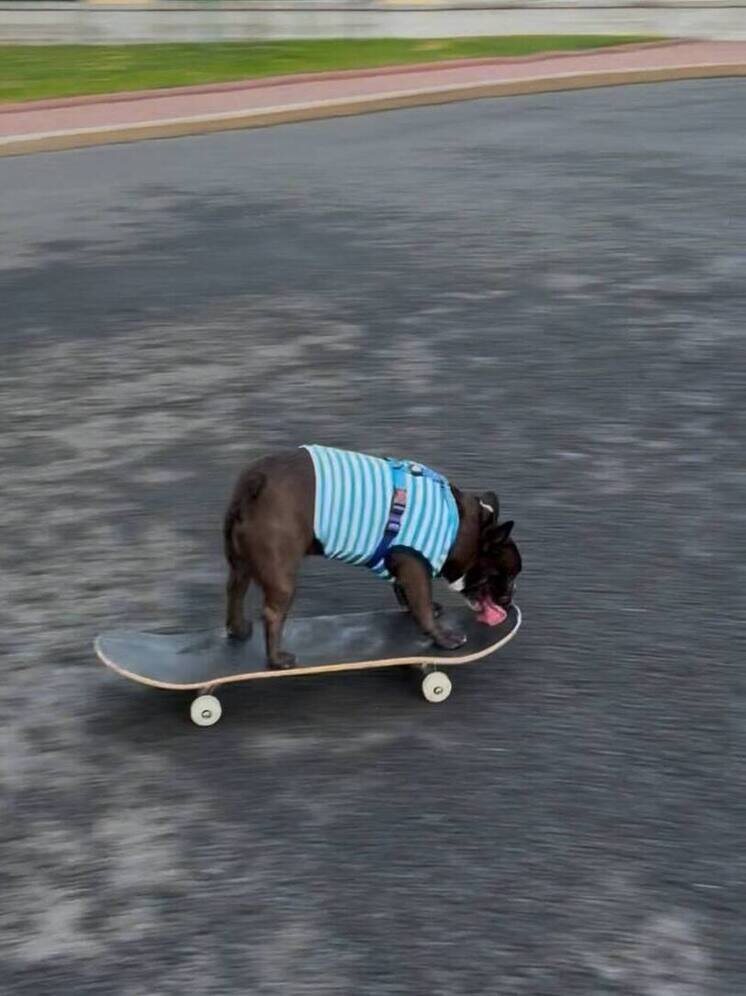     Фото: Влада Самарина. Пес-скейтбордист по кличке Бароша