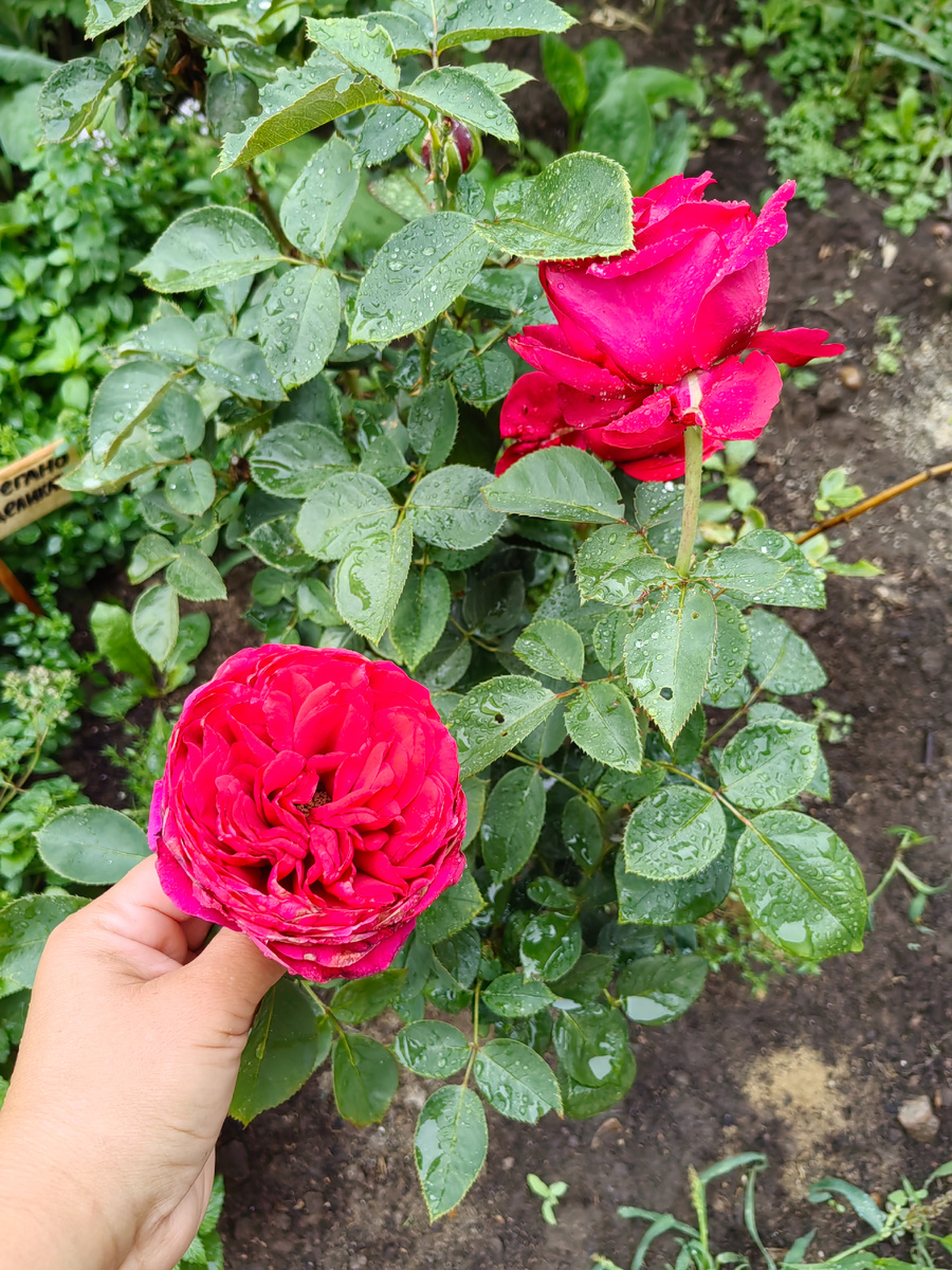 Полуплетистая