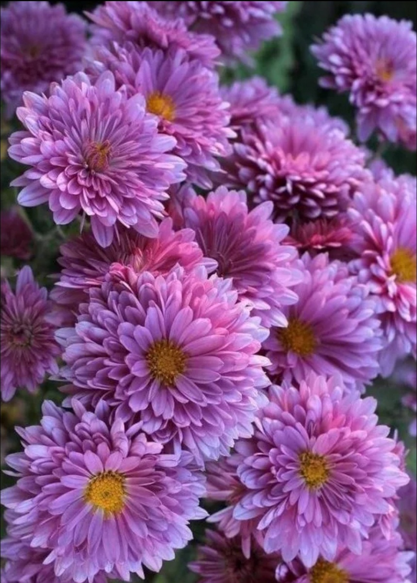 Хризантемы сиреневые, из интернета.