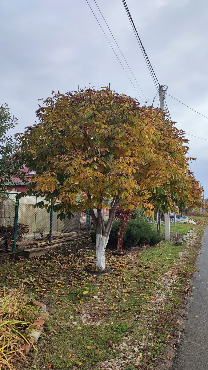 Фото автора мои каштаны. Здесь мы с ней и встретились
