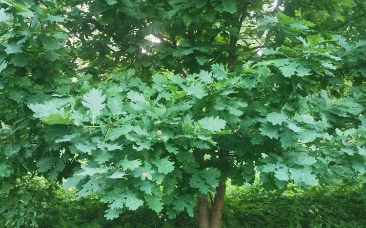    Фото: Лукьянов Дмитрий, AgroXXI.ru