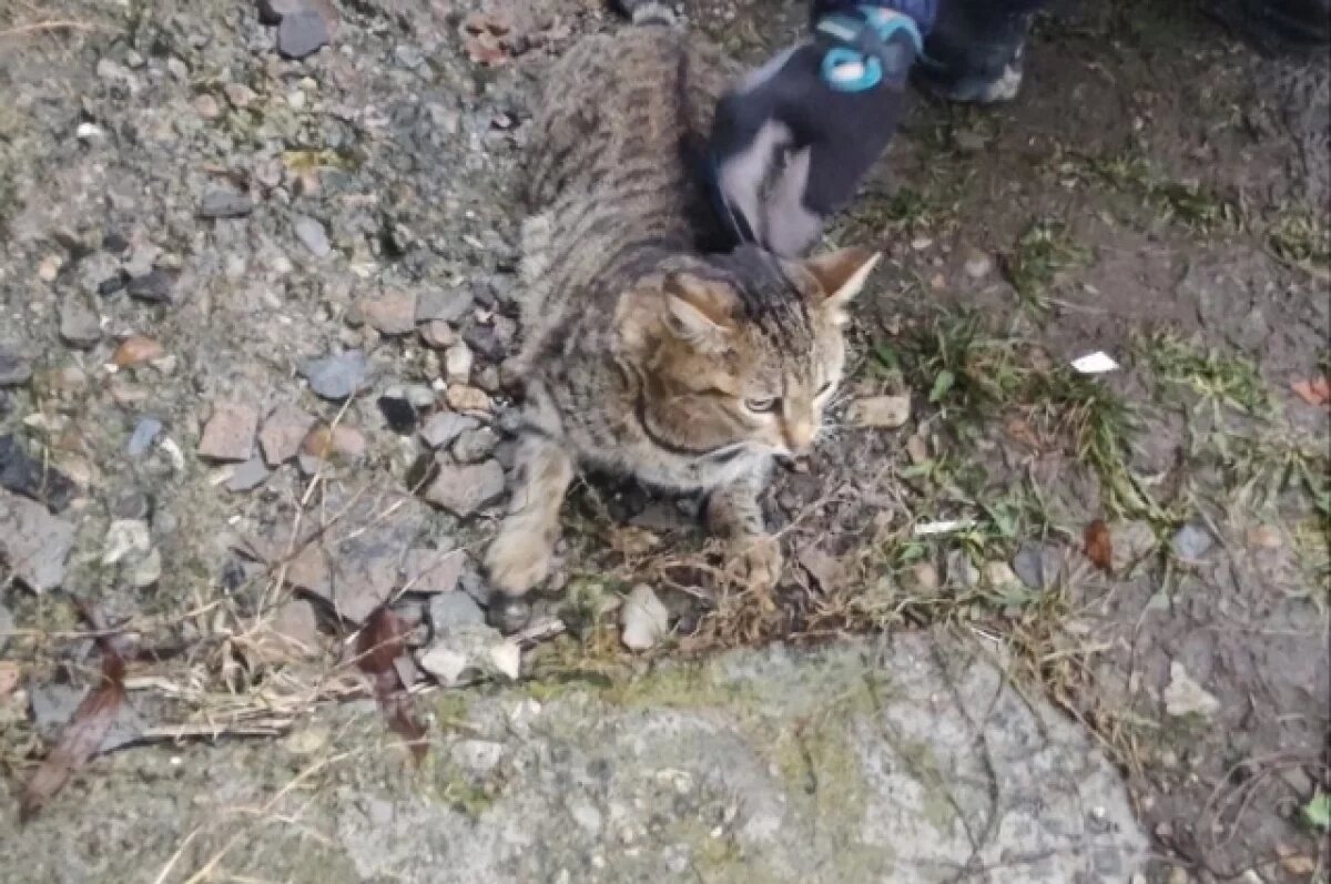    В Прикамье домашняя кошка застряла в приоткрытом окне и повисла на раме