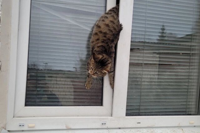    Кошка не могла самостоятельно вылезти из приоткрытого окна. Фото: Поисково-спасательная служба КМО