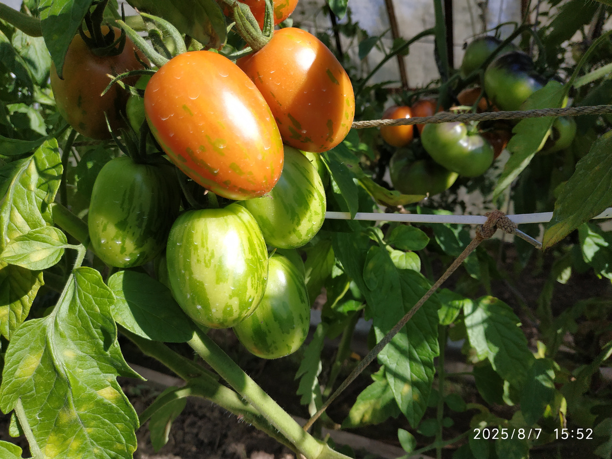 Пасхальное яйцо