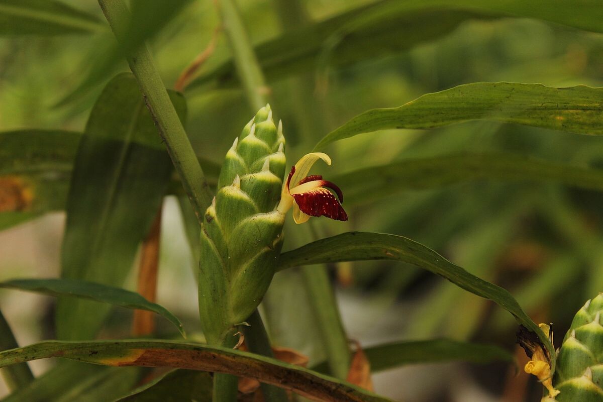 Фото взято из свободного доступа Википедии