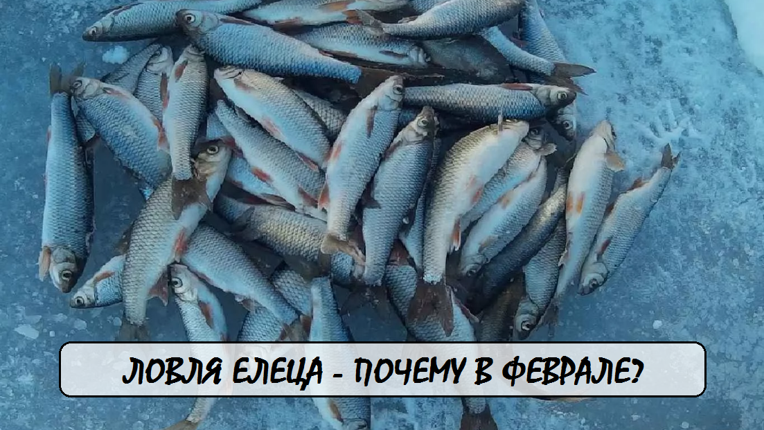 Февральский елец: почему его ловили только в этом месяце?