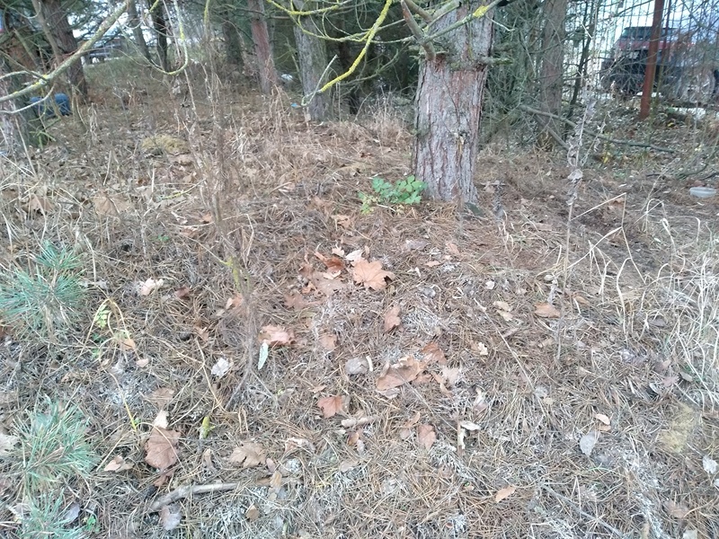 Вся земля покрыта хвойным опадом