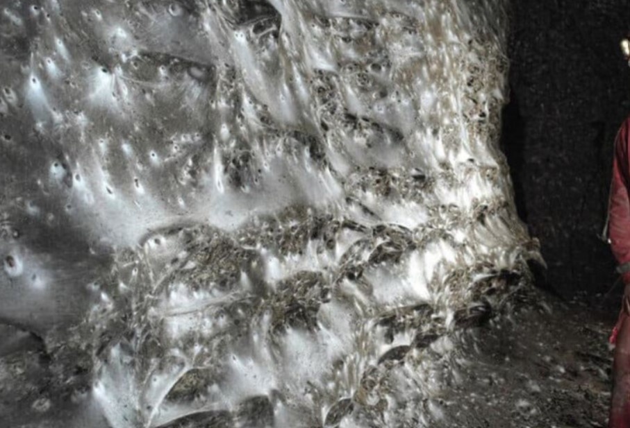    Фото: Traian Brad et al. / Subterranean Biology, 2025