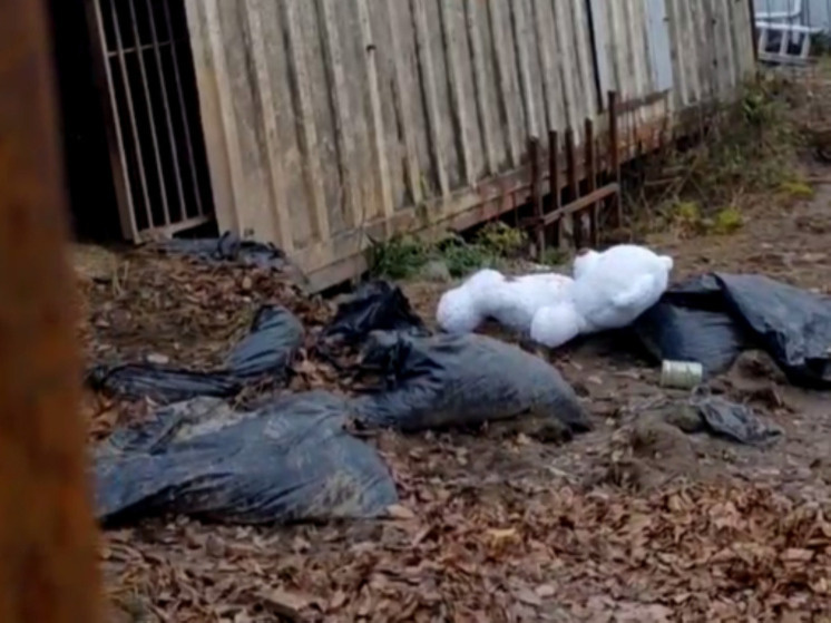     Фото: скрин видео с ТГ-канала центра реабилитации диких животных "Феникс"