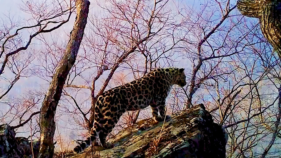    © АО "ТВ Центр"